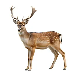 Doe