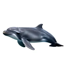 Dwarf sperm whale
