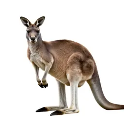 Giant kangaroo