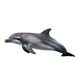 Grampus