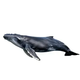 Grey whale