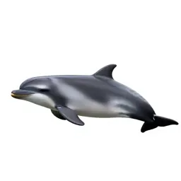Harbor porpoise