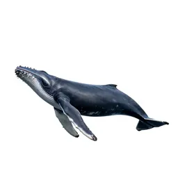 Humpback