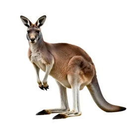 Kangaroo