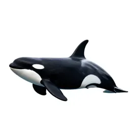 Killer whale