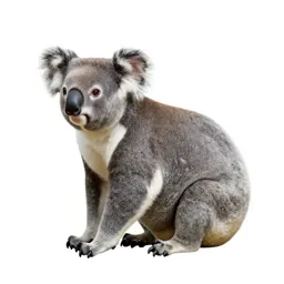 Koala