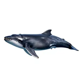 Lesser rorqual