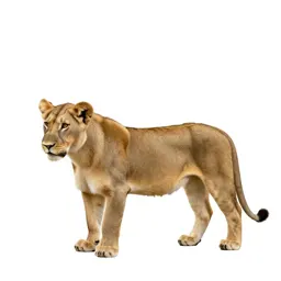 Lion cub