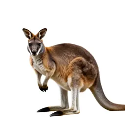 Musk kangaroo