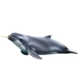 Narwhal