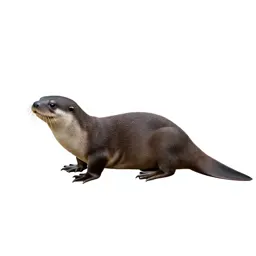 Platypus