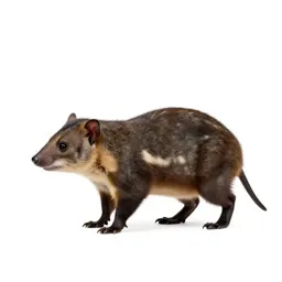 Prototherian
