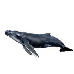 Right whale