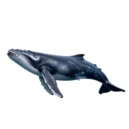 Rorqual