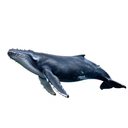 Sei whale