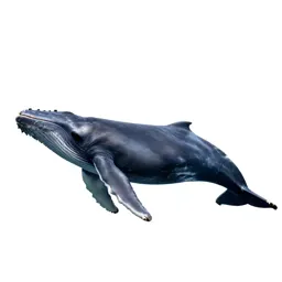 Sperm whale