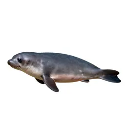 Vaquita