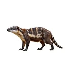 Eastern dasyure