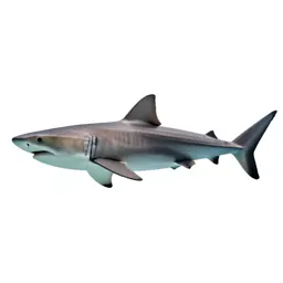 Basking shark