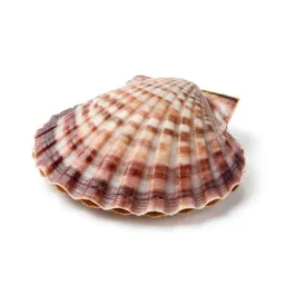 Bay scallop