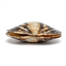 Bivalve