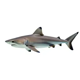 Blacktip shark