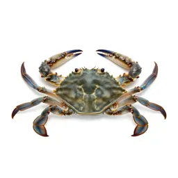 Blue crab