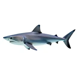 Blue shark