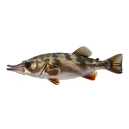 Boarfish