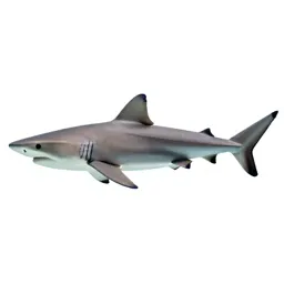 Bonito shark