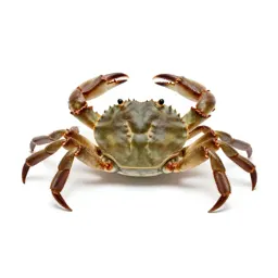 Brachyuran