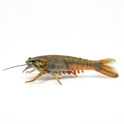 Branchiopod crustacean