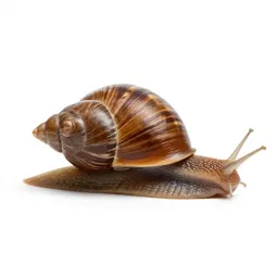 Brown snail