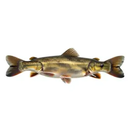 Buffalo fish
