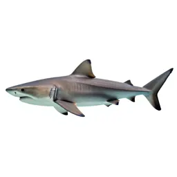 Bull shark