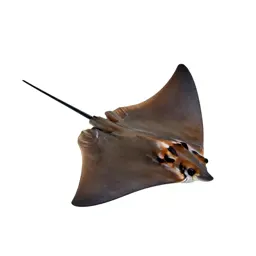 Butterfly ray