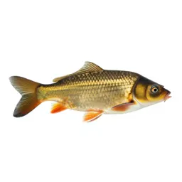 Carp