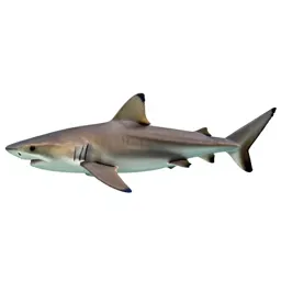 Carpet shark