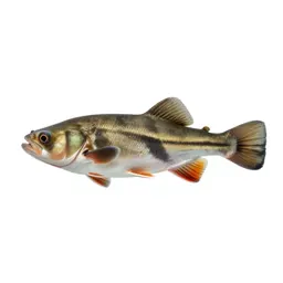Cartilaginous fish