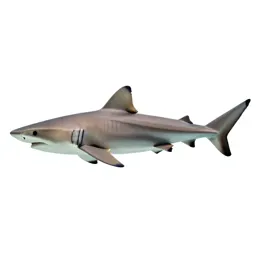Cat shark
