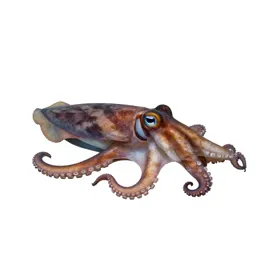 Cephalopod