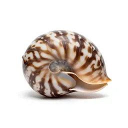 Chambered nautilus