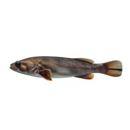 Chimaera