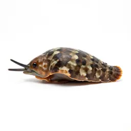 Chiton