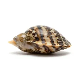 Clam