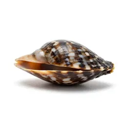 Common limpet