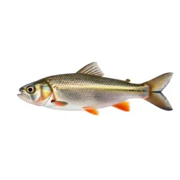 Common shiner