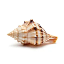 Conch