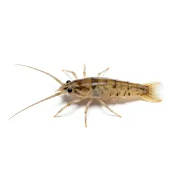 Copepod