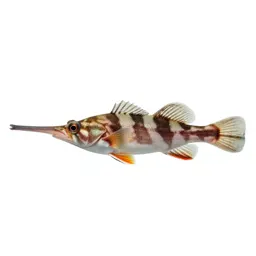 Cornetfish